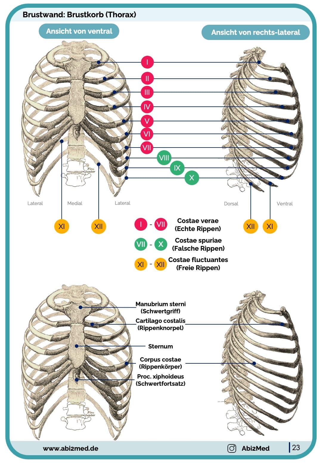 Brustkorb (Thorax)