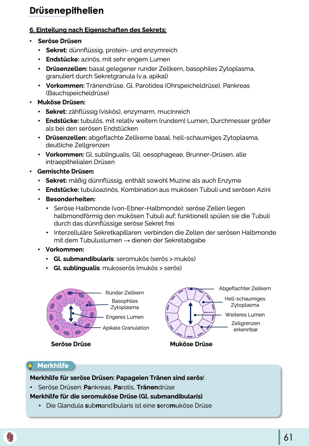 Drüsenepithelien