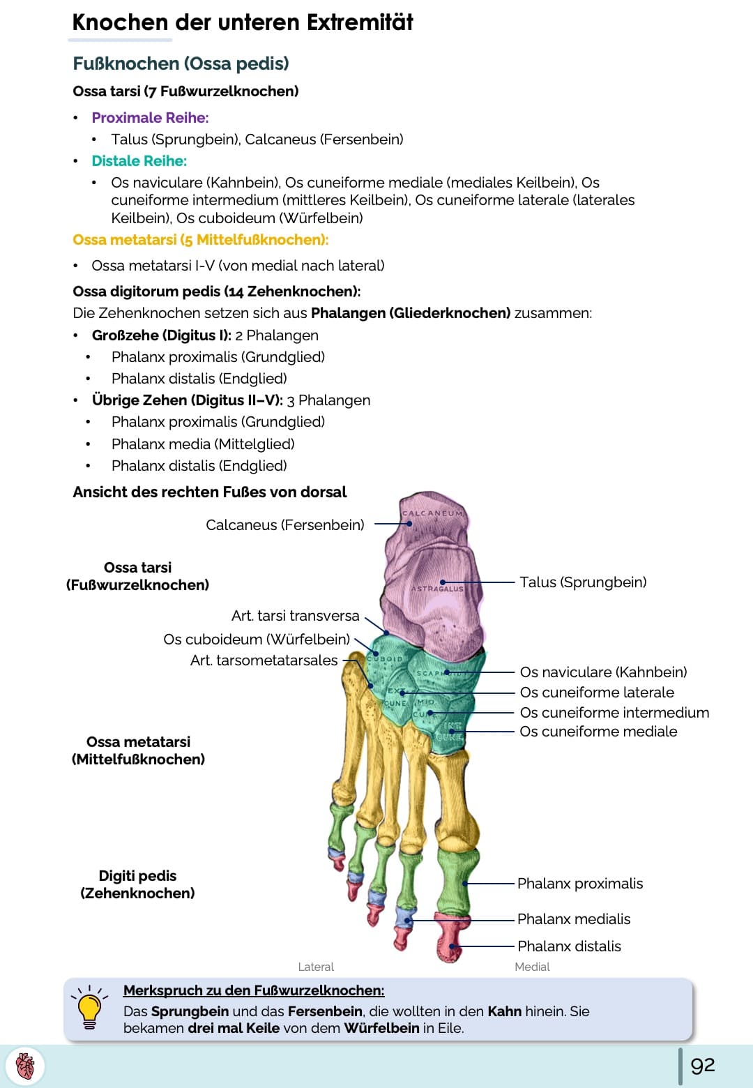 Fußknochen (Ossa pedis)