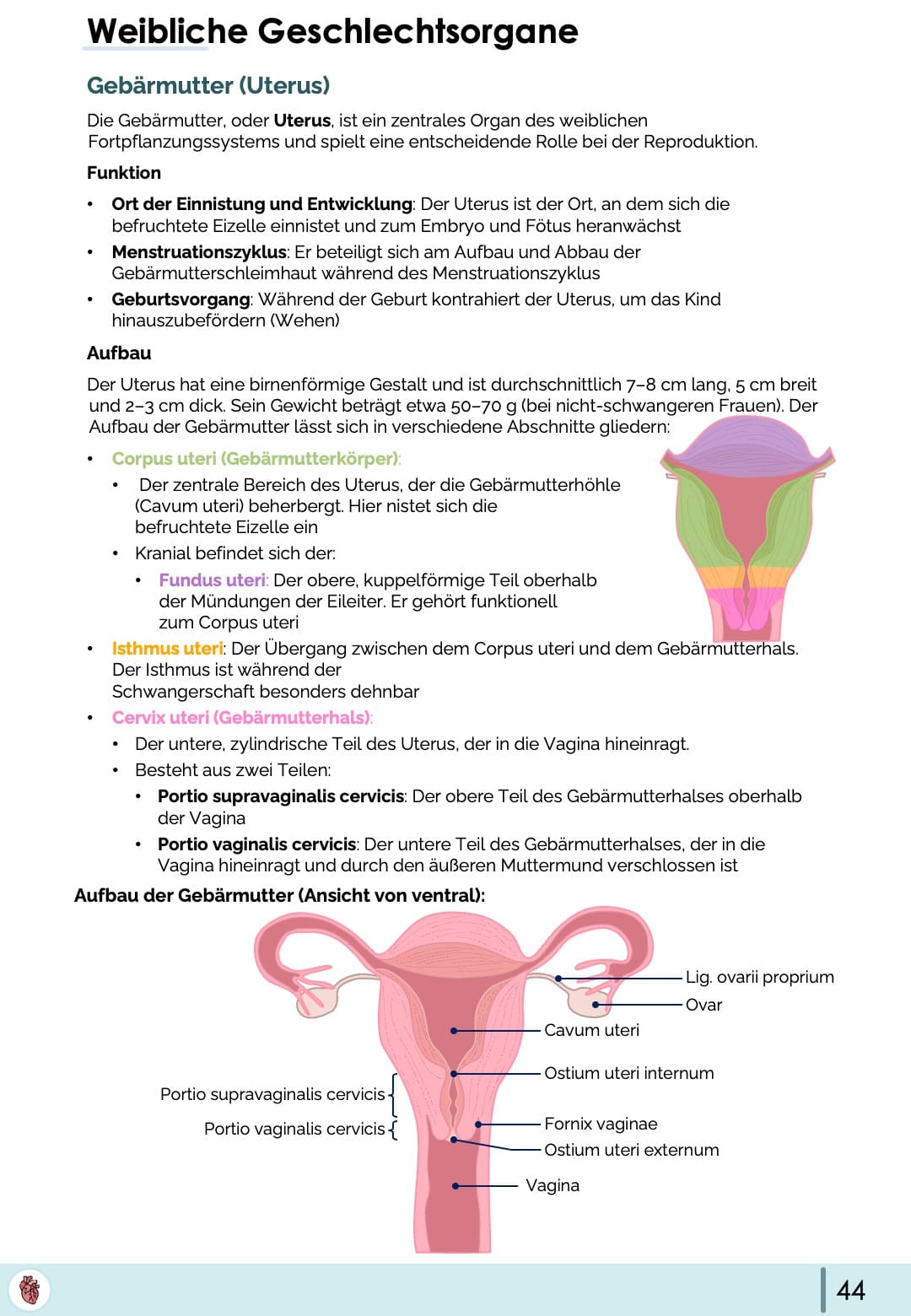 Anatomie-Skript - Becken- und Geschlechtsorgane