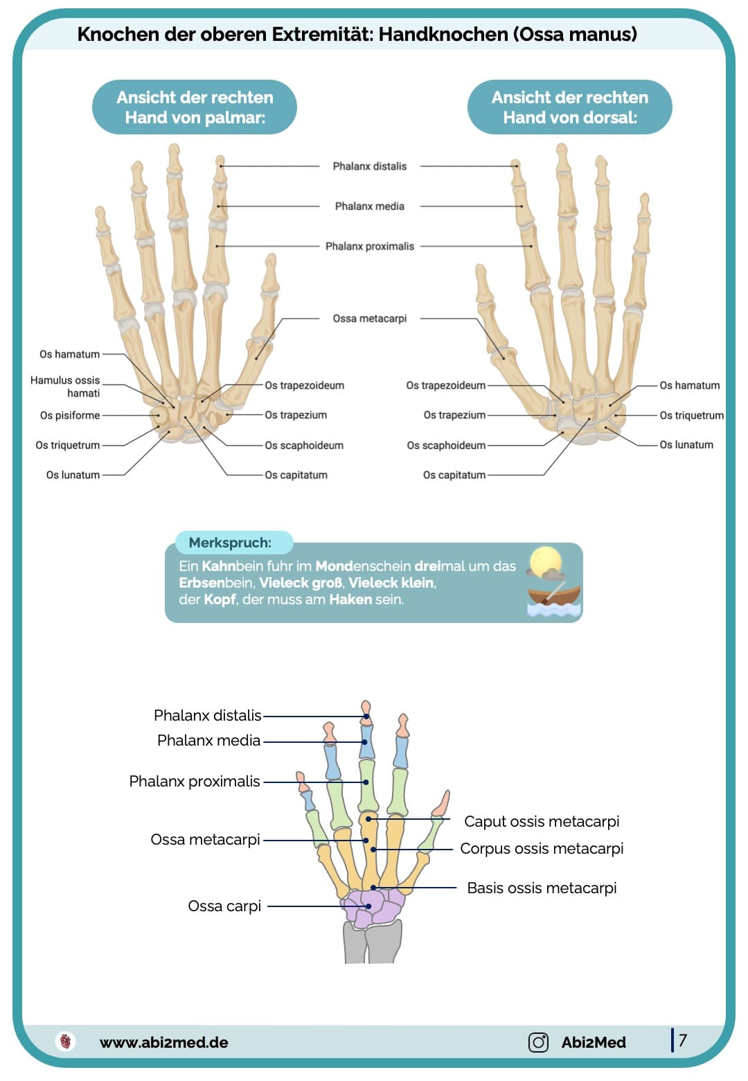 Knochen (Anatomie) - Lernkarten