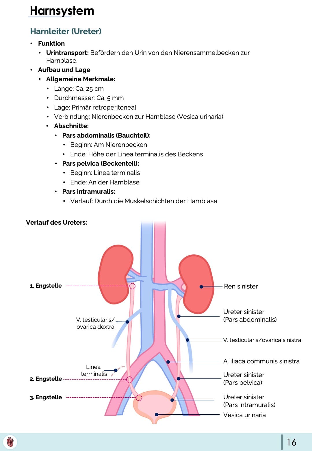 Anatomie-Skript - Becken- und Geschlechtsorgane