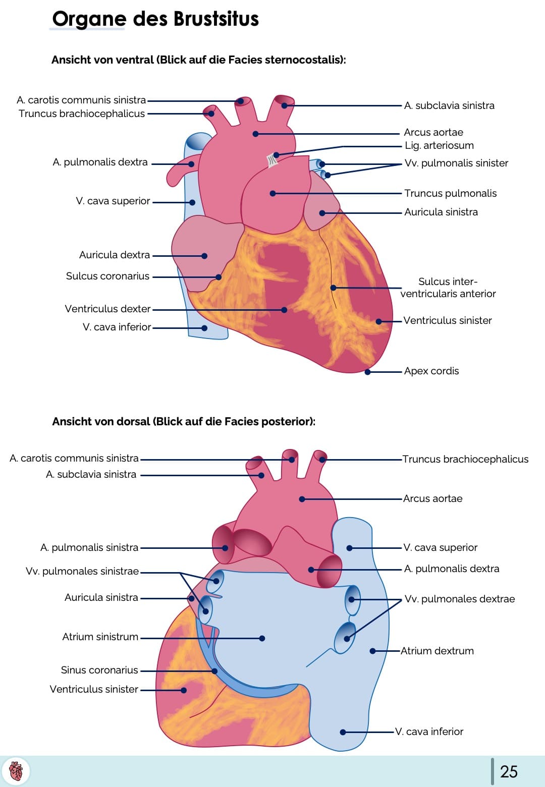 Herz anatomie
