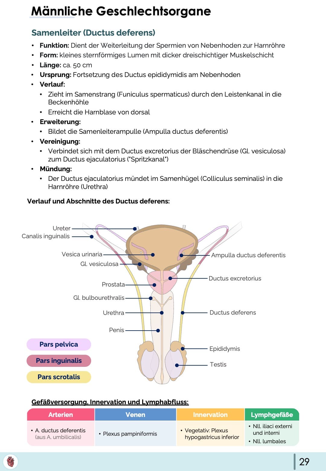 Anatomie-Skript - Becken- und Geschlechtsorgane