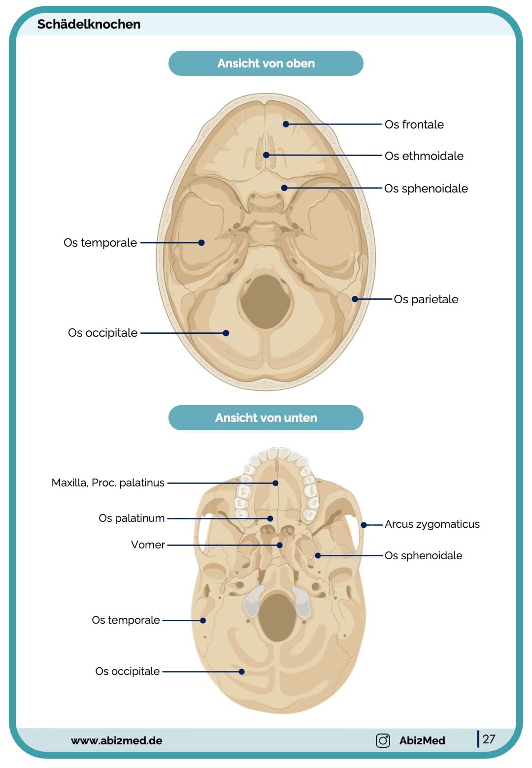 Knochen (Anatomie) - Lernkarten