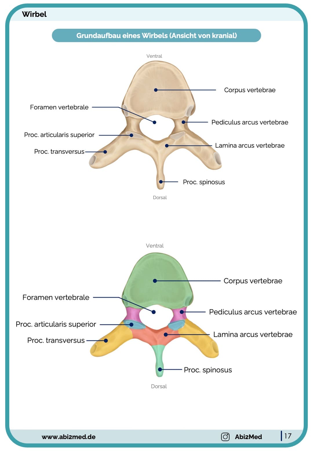 Knochen (Anatomie) - Lernkarten