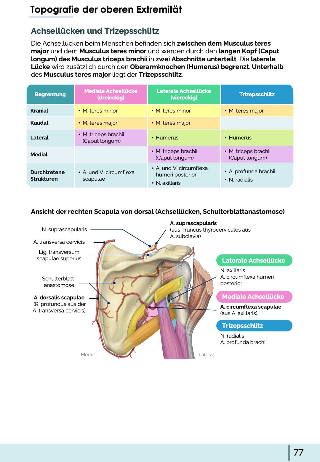 Anatomie-Skript - Allgemeine Anatomie und Bewegungsapparat