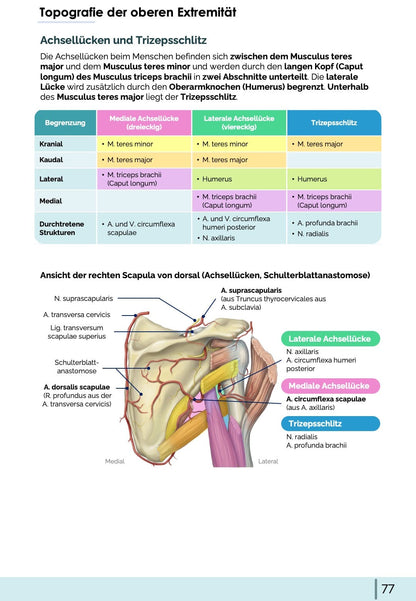 Anatomie-Skript - Allgemeine Anatomie und Bewegungsapparat