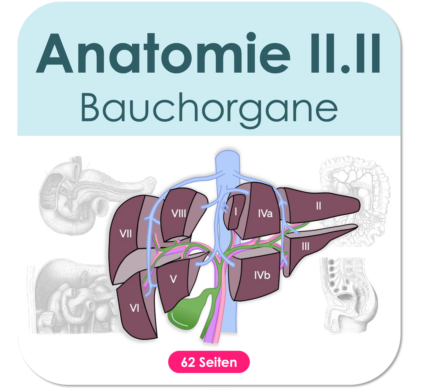 Anatomie-Skript