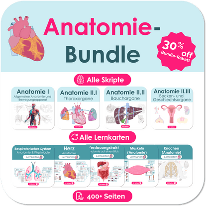 Anatomie-Skripte