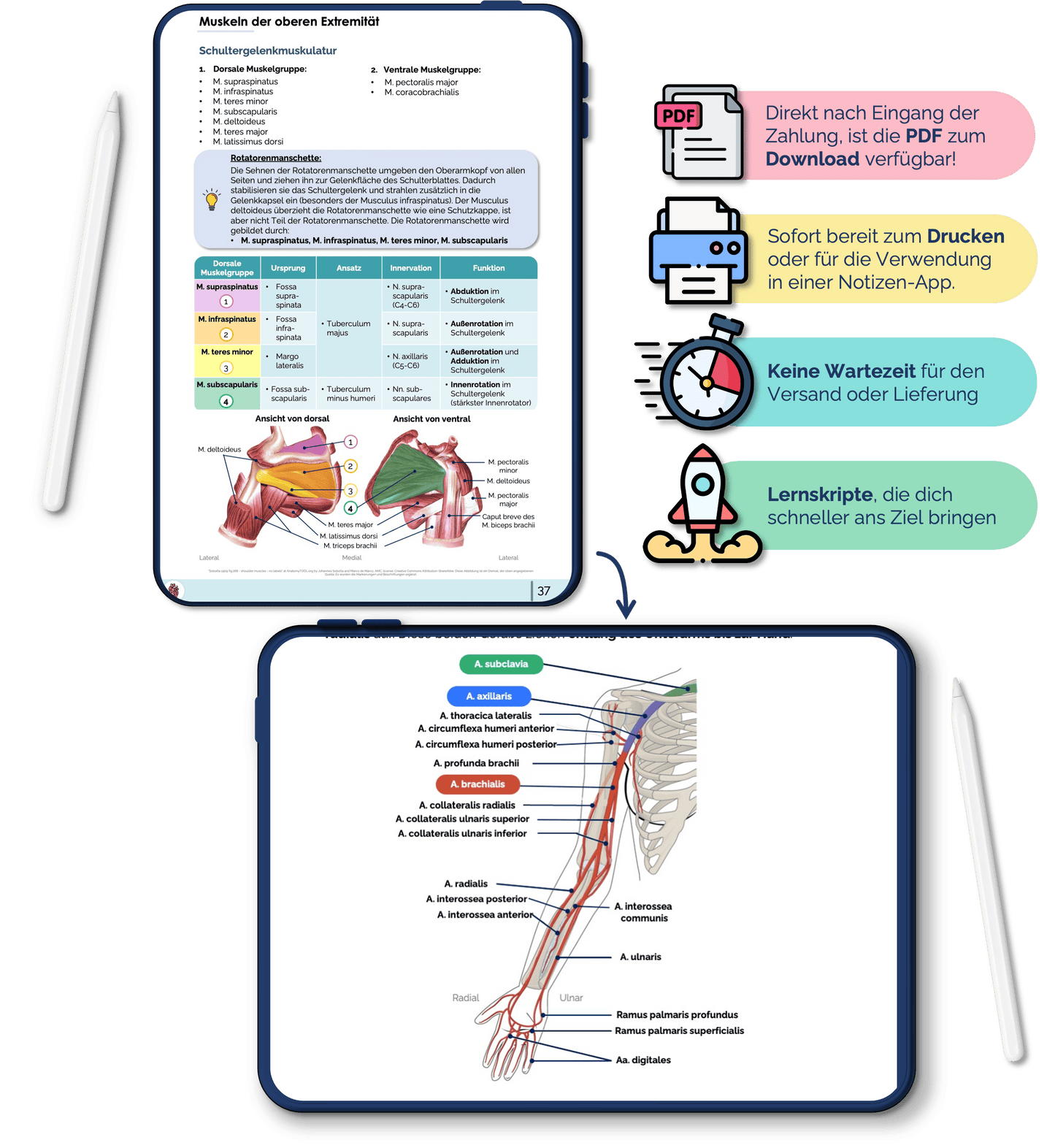 Anatomie Bewegungsapparat Skript