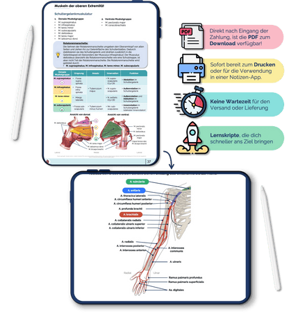 Anatomie Bewegungsapparat Skript