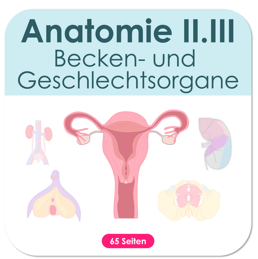 Anatomie-Skript - Becken- und Geschlechtsorgane