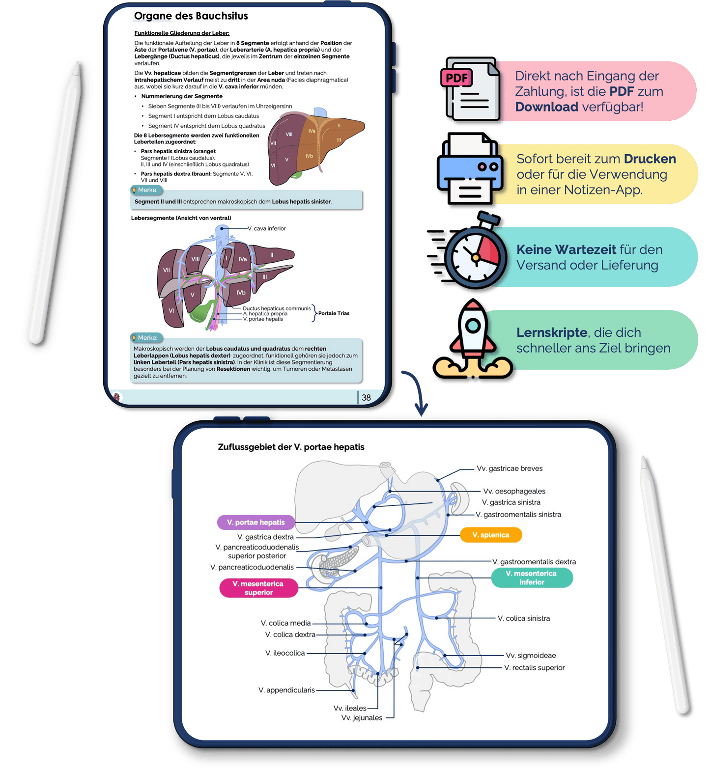 Anatomie Bauchorgane Skript