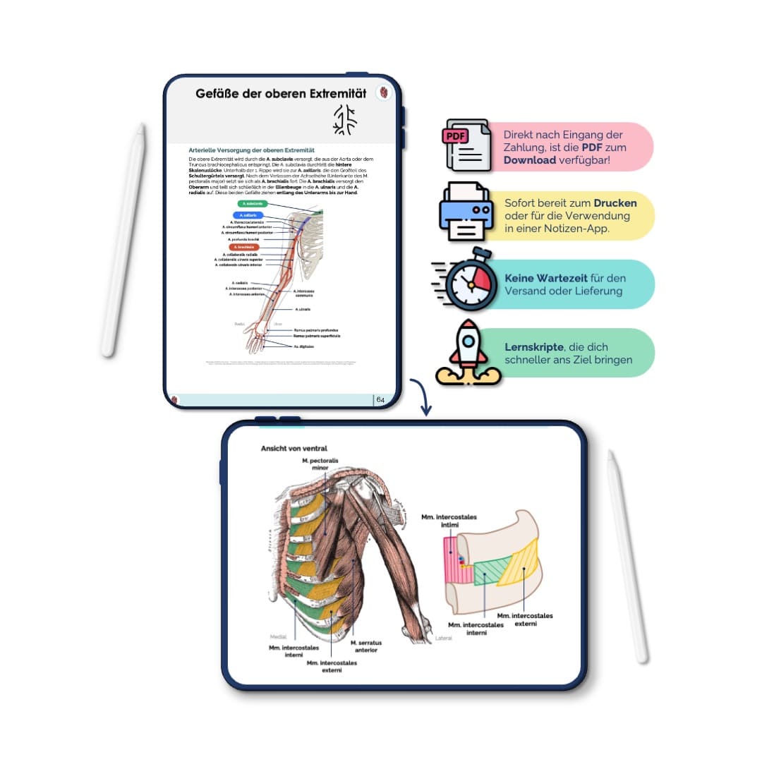 AnatomieSkriptBewegunsapparat