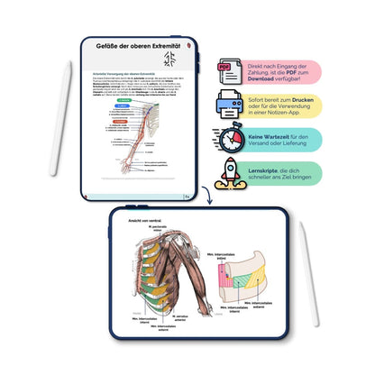 AnatomieSkriptBewegunsapparat