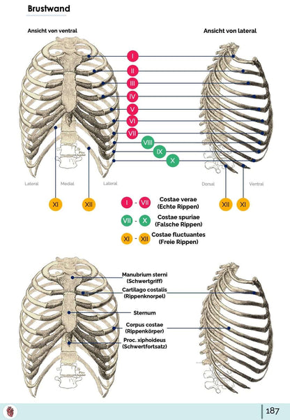 Anatomie Brustkorb (Thorax)