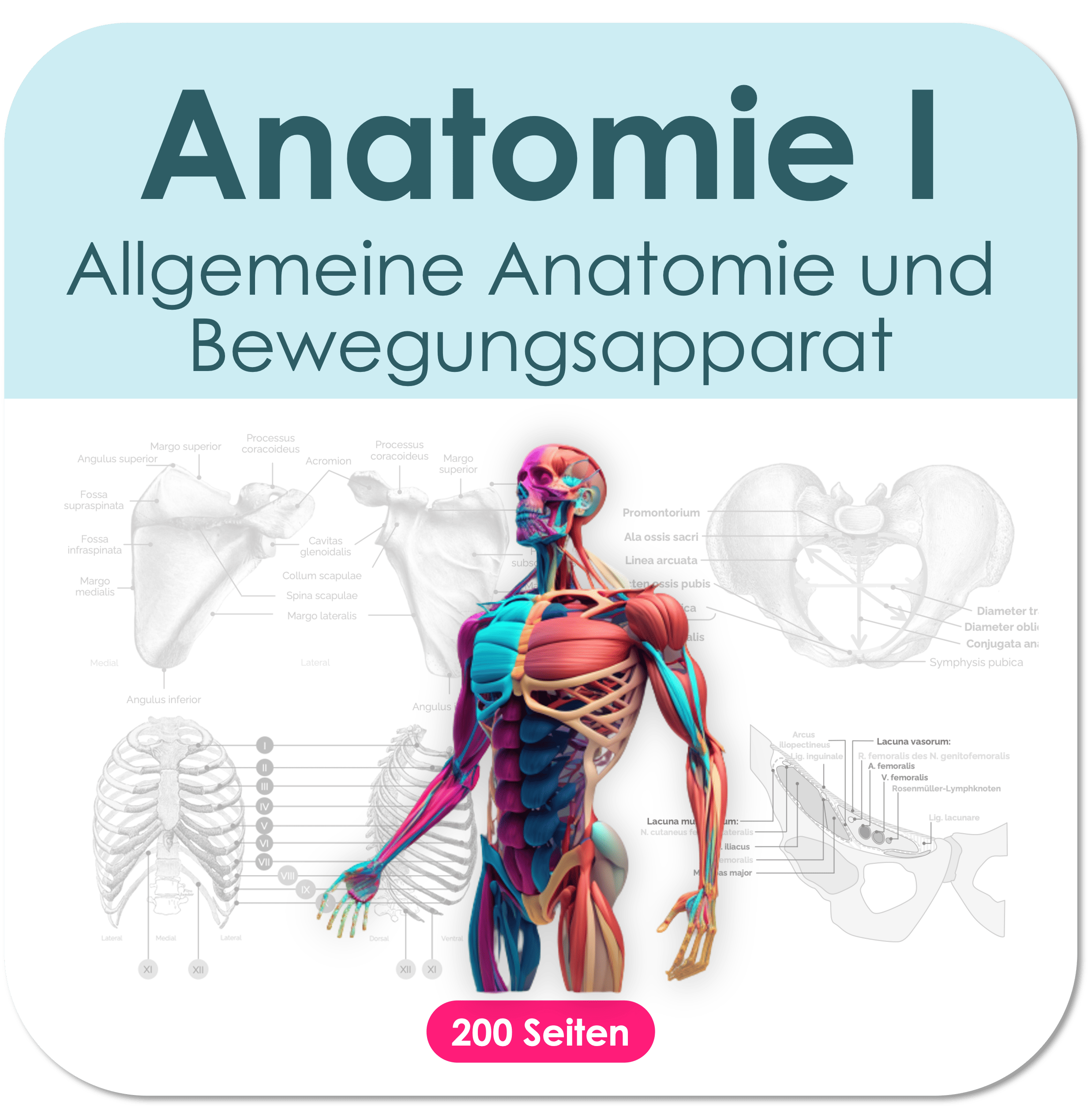 Luftröhre (Trachea) & Bronchialbaum 🫁 – Abi2Med