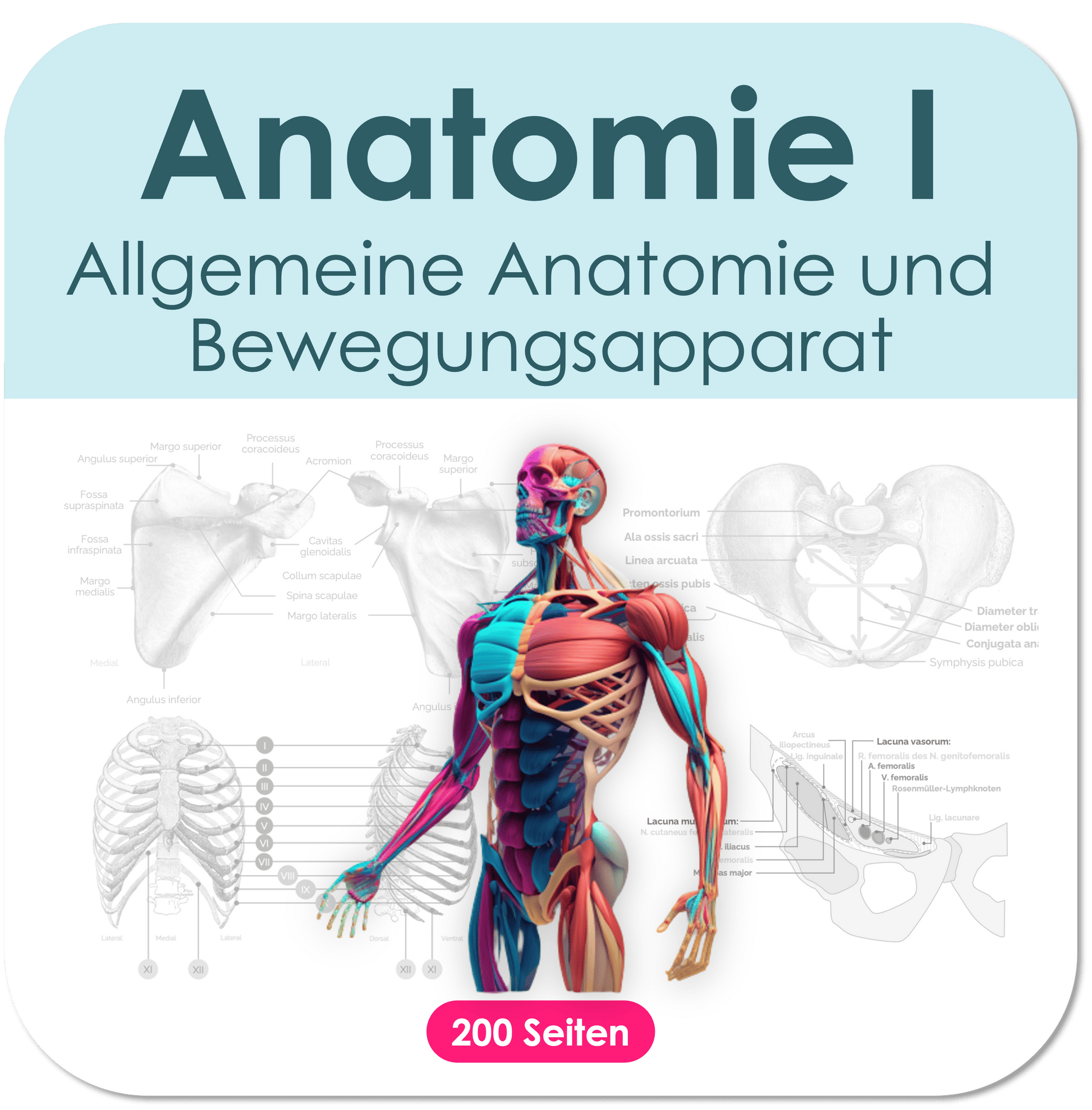 Anatomie Skript PDF