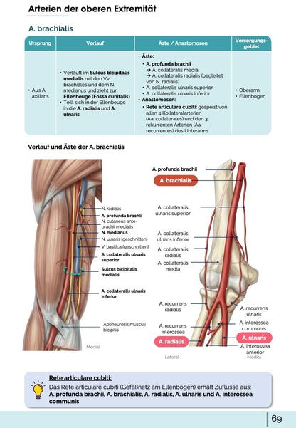 Anatomie-Skript - Allgemeine Anatomie und Bewegungsapparat