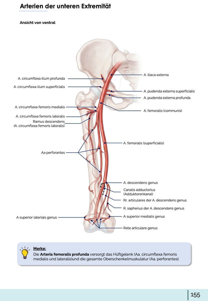 Anatomie-Skript - Allgemeine Anatomie und Bewegungsapparat