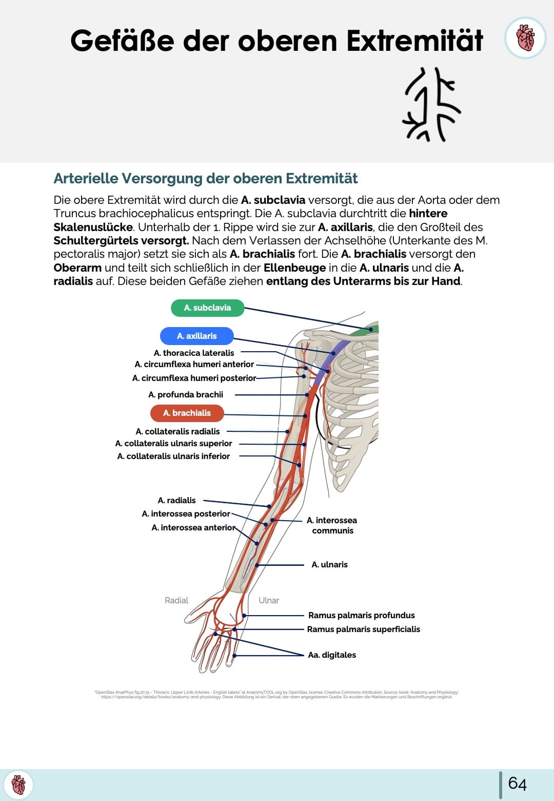 Anatomie-Skript - Allgemeine Anatomie und Bewegungsapparat