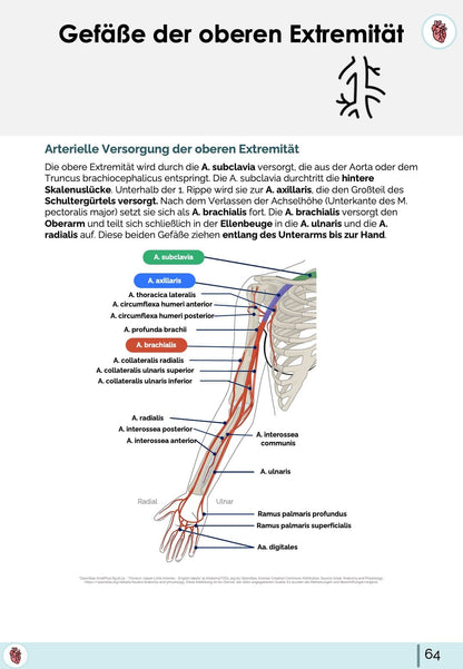 Anatomie-Skript - Allgemeine Anatomie und Bewegungsapparat