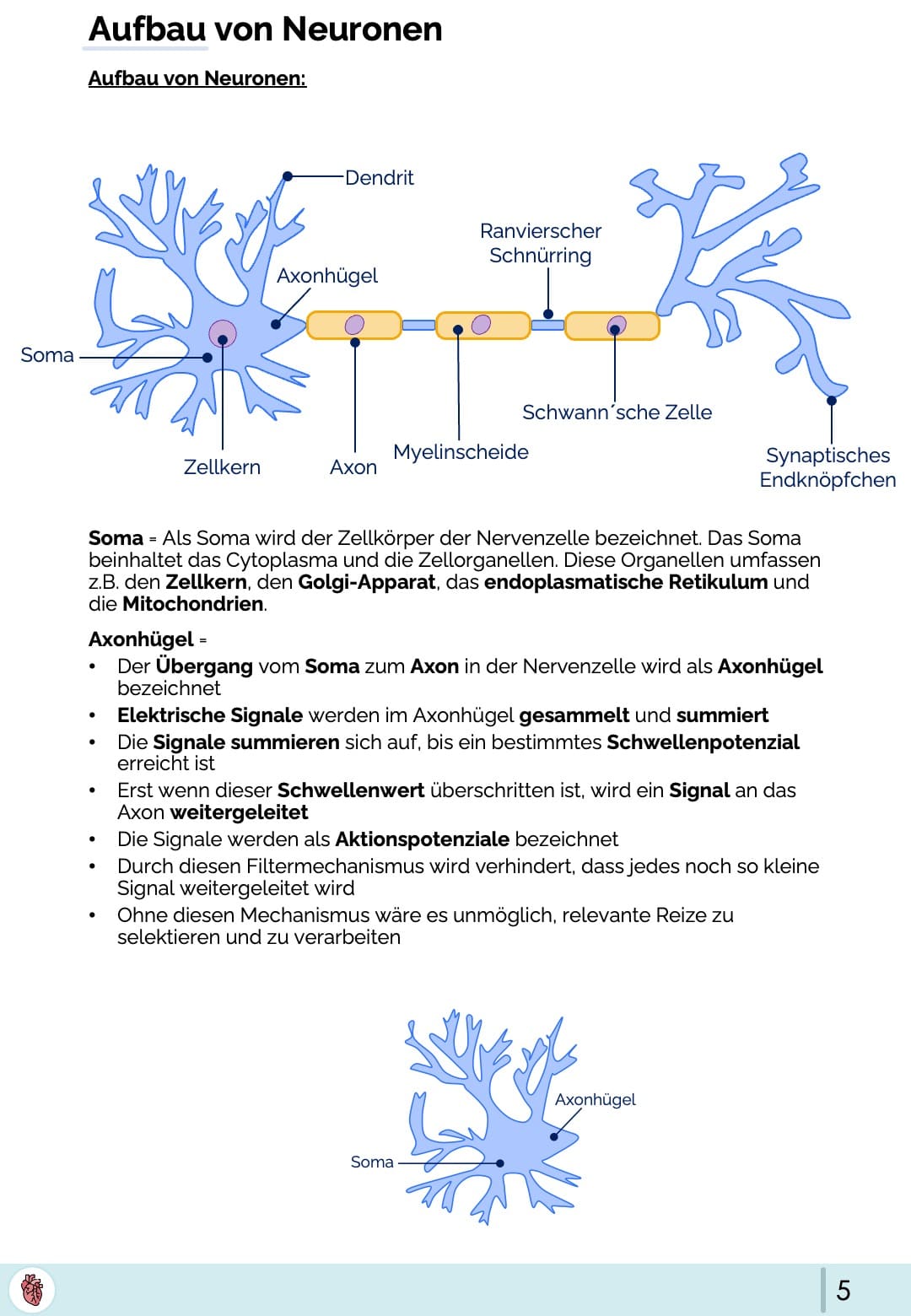 Aufbau von Neuronen