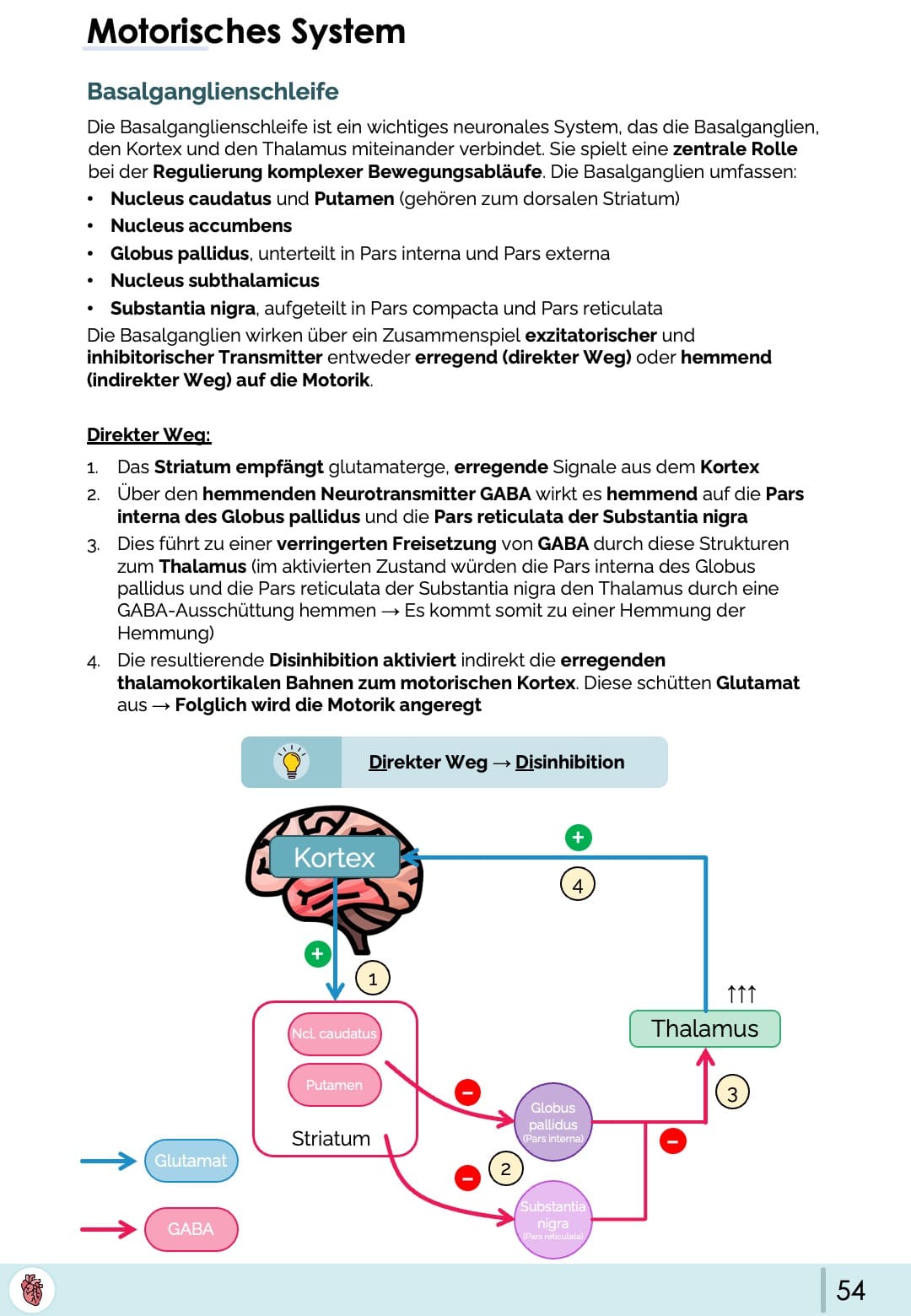 Basalganglienschleife