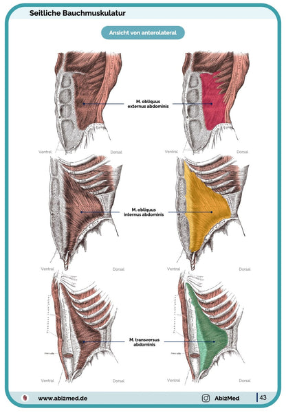 Muskeln (Anatomie) - Lernkarten