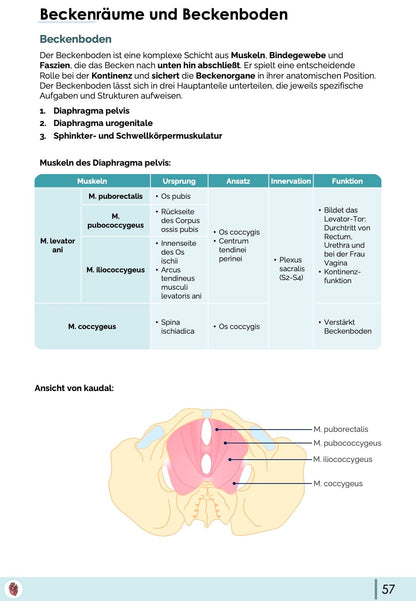 Anatomie-Skript - Becken- und Geschlechtsorgane