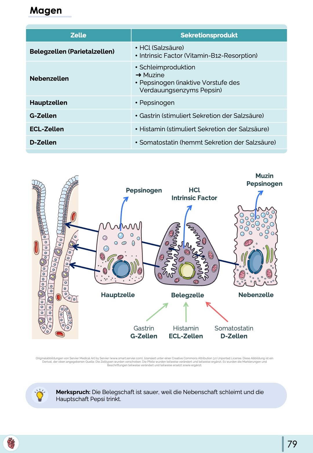 Magen Physiologie