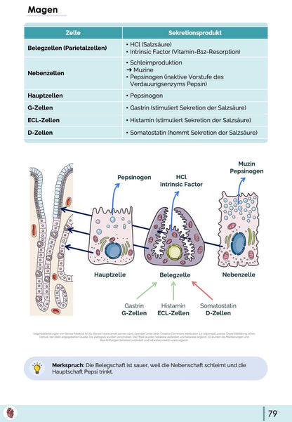 Magen Physiologie