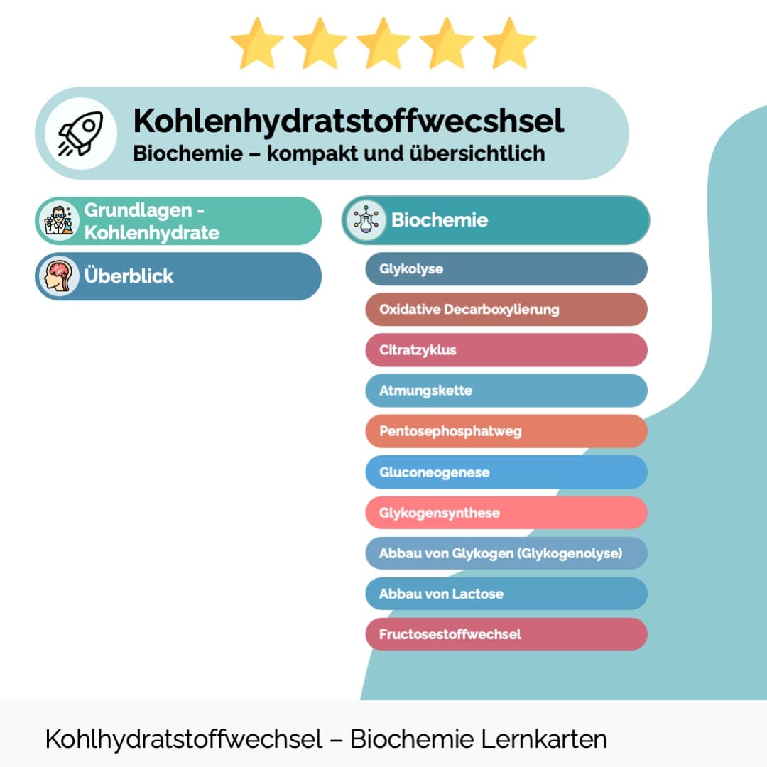 Kohlenhydratstoffwechsel - Lernkarten