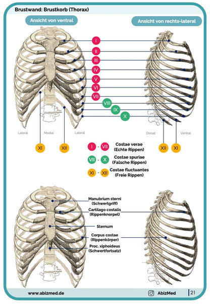 Brustkorb Anatomie