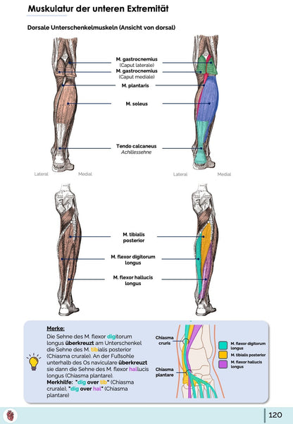 Anatomie muskeln