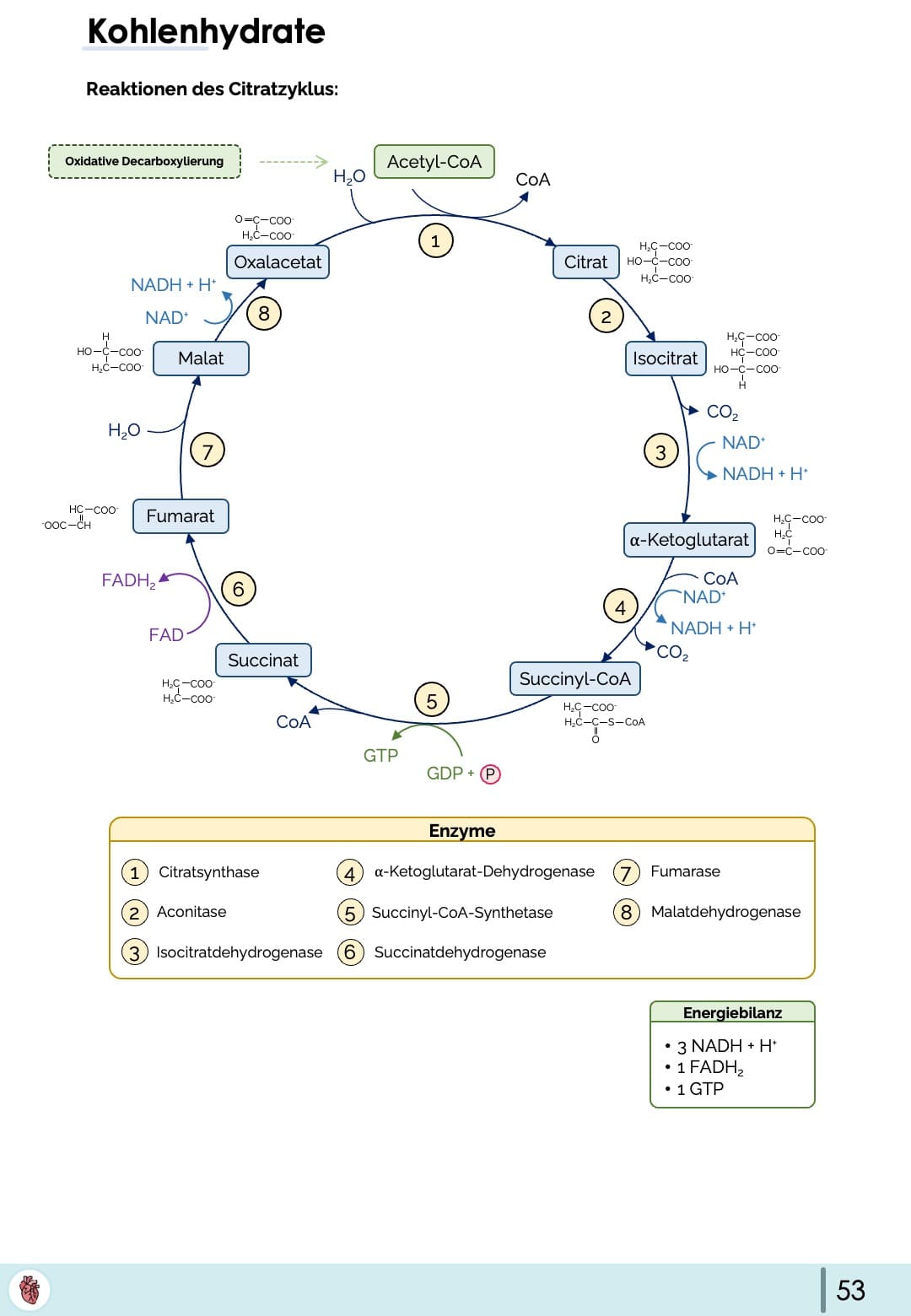Biochemie-Skript (Teil 1)