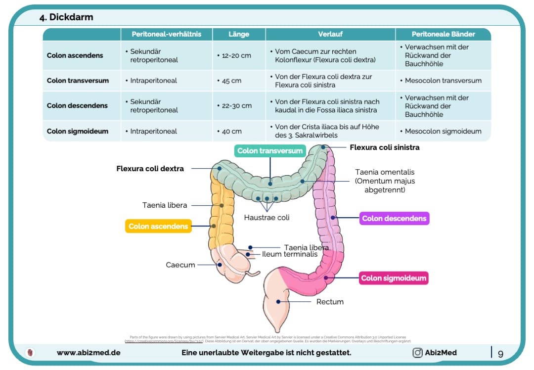 Colon Anatomie