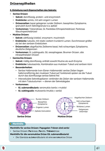Drüsenepithelien