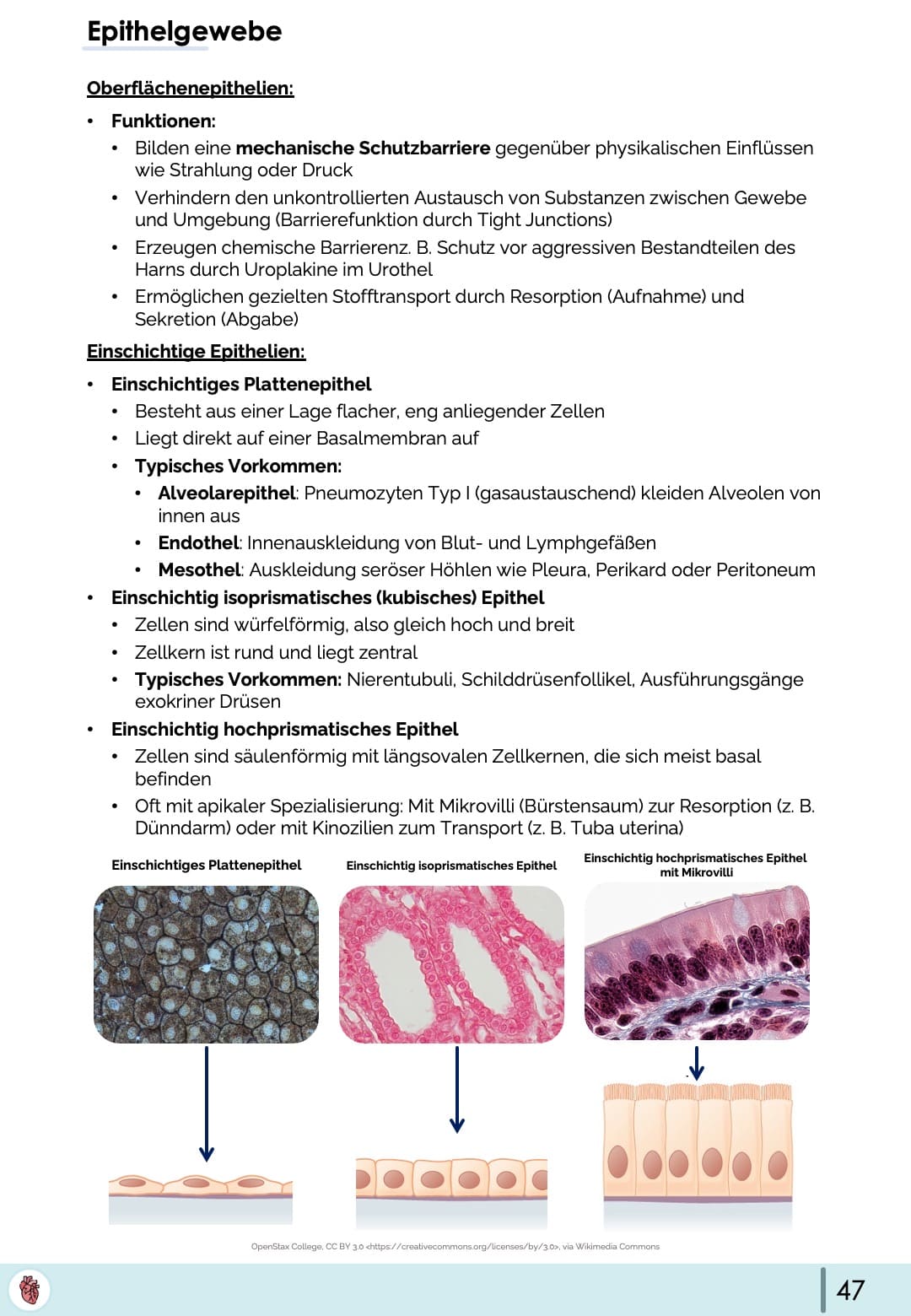 Epithelien