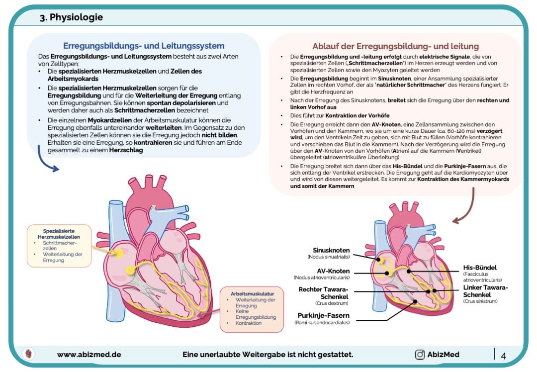 Herz (Anatomie) - Lernkarten