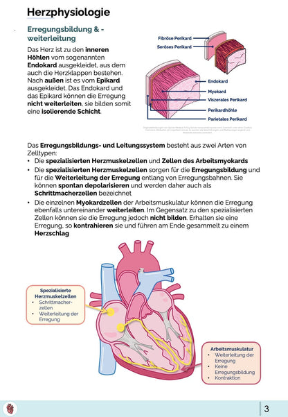 Erregungsbildung & weiterleitung