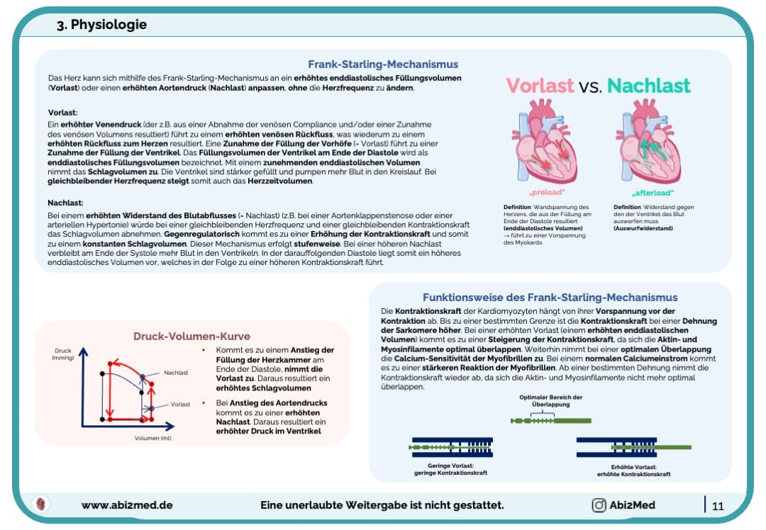 Herz (Physiologie) - Lernkarten