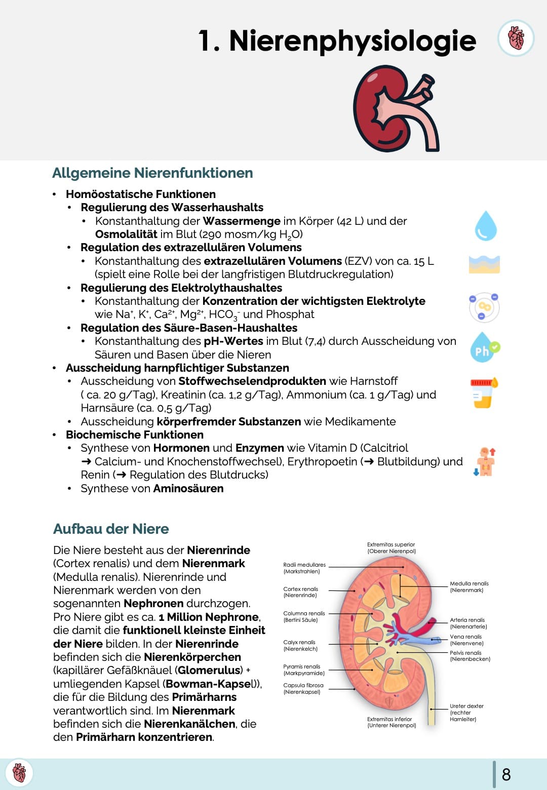 Funktionen der Niere