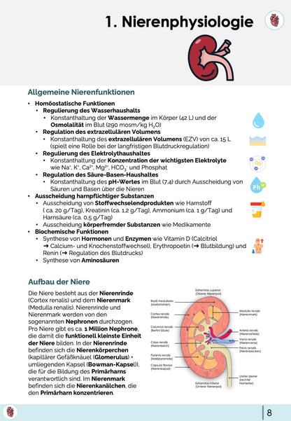 Funktionen der Niere