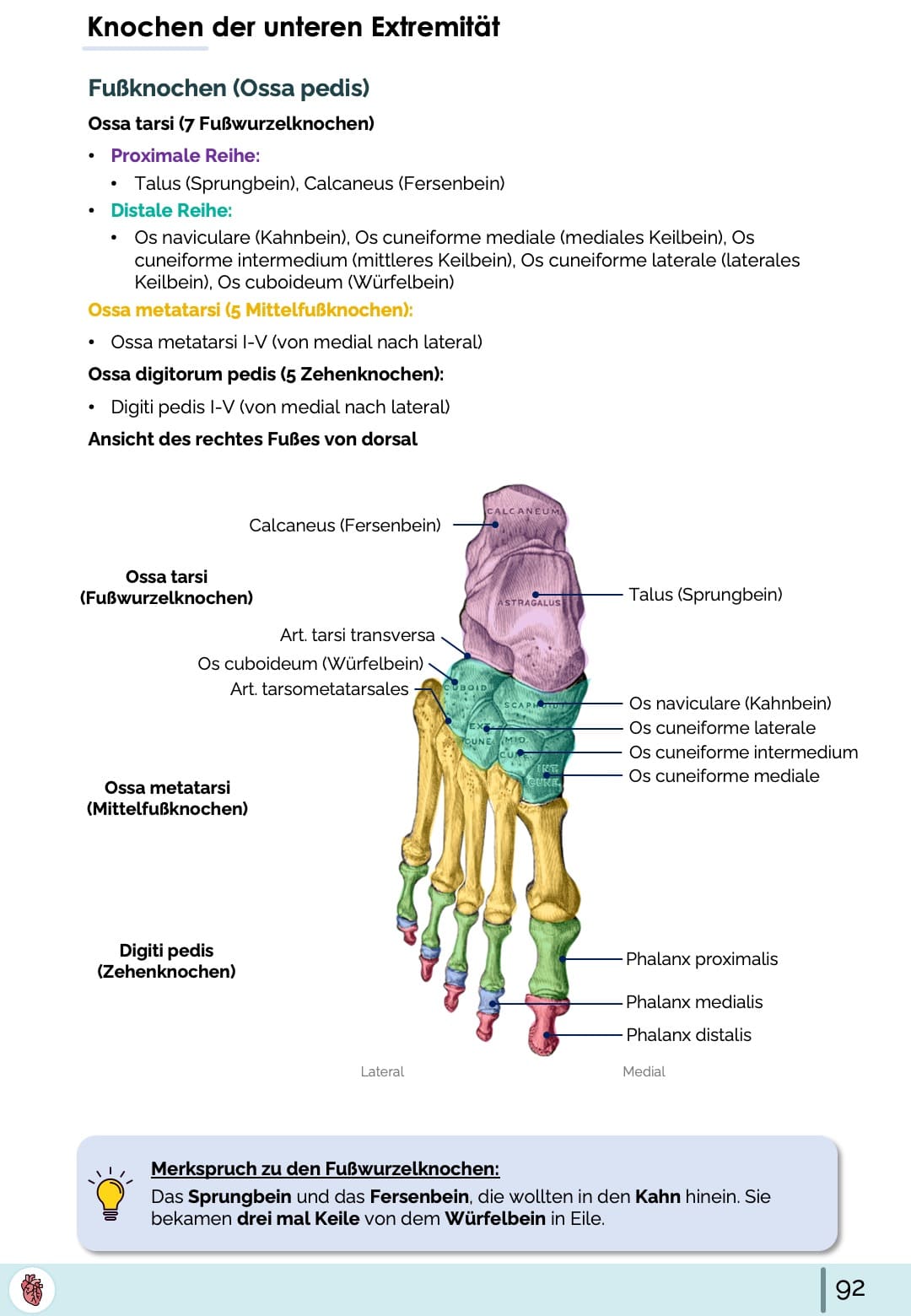 Anatomie Ossa pedis Fußknochen