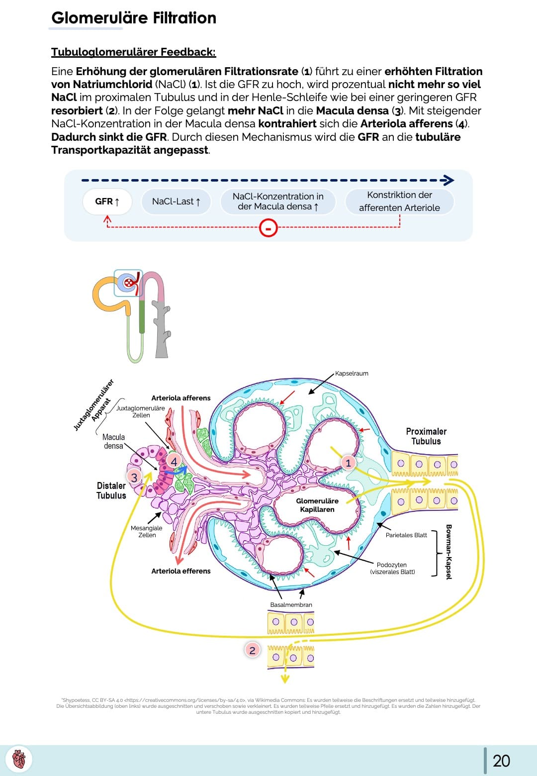 Tubuloglomerulärer Feedback