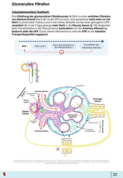 Tubuloglomerulärer Feedback