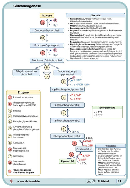 Kohlenhydratstoffwechsel - Lernkarten