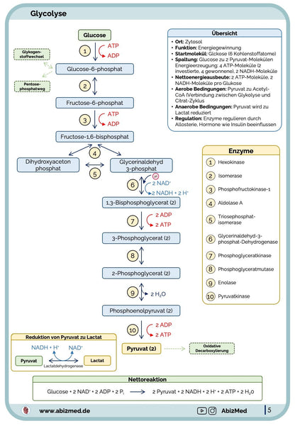 Kohlenhydratstoffwechsel - Lernkarten